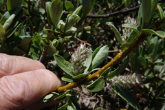Salix brachycarpa