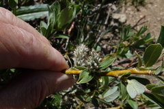 Salix brachycarpa