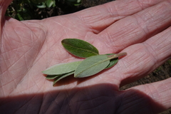 Salix brachycarpa