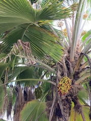 Pritchardia pacifica