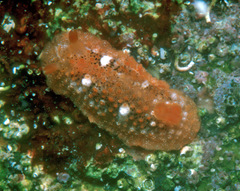 Doriopsilla janaina