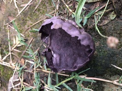 Calvatia fragilis