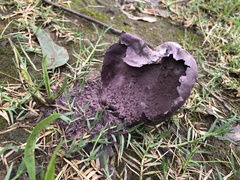 Calvatia fragilis