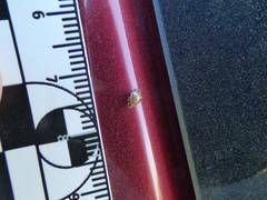 Psyllobora bicongregata