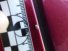 Psyllobora bicongregata