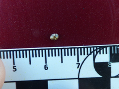 Psyllobora bicongregata