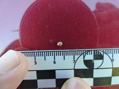 Psyllobora bicongregata