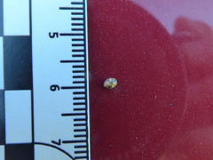 Psyllobora bicongregata