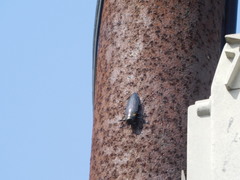 Belionota prasina