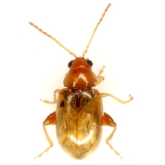 Glyptina