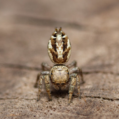 Pelegrina pervaga