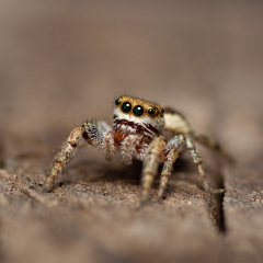 Pelegrina pervaga