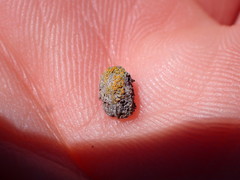 Caloplaca subpyraceella