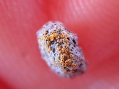 Caloplaca subpyraceella