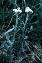 Antennaria lanata