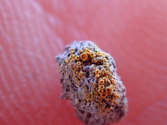 Caloplaca subpyraceella