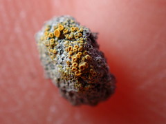 Caloplaca subpyraceella