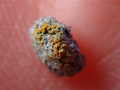 Caloplaca subpyraceella