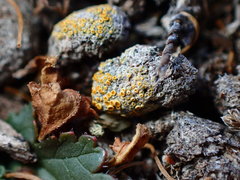 Caloplaca subpyraceella