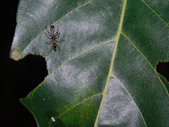 Myrmarachne macrognatha