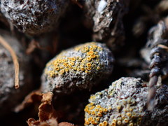 Caloplaca subpyraceella