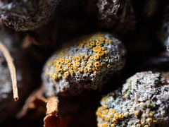 Caloplaca subpyraceella