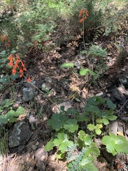 Delphinium nudicaule