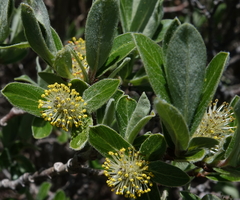 Salix brachycarpa