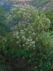 Campovassouria cruciata