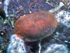 Doriopsilla rowena