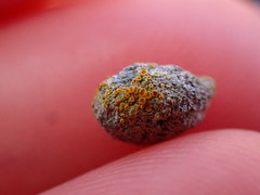 Caloplaca subpyraceella