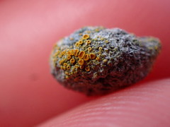 Caloplaca subpyraceella