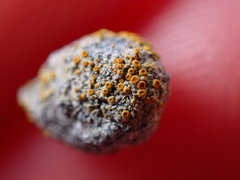 Caloplaca subpyraceella