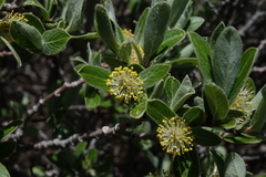 Salix brachycarpa