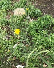 Tragopogon trachycarpus