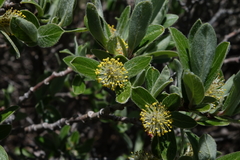 Salix brachycarpa