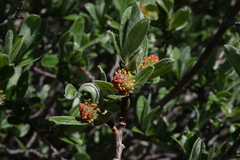Salix brachycarpa
