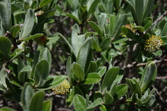 Salix brachycarpa