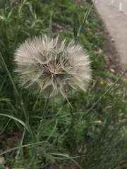 Tragopogon trachycarpus