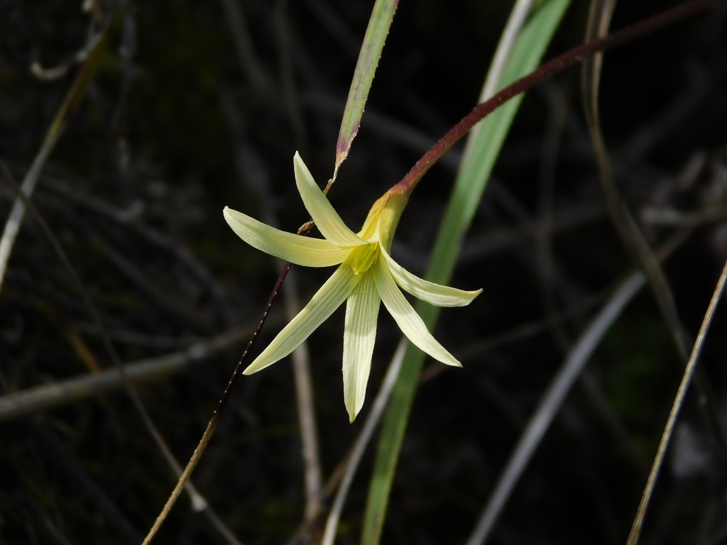 Barbaceniopsis humahuaquensis