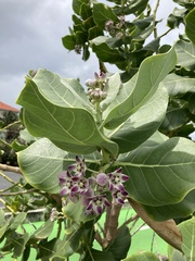 Calotropis procera