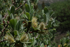 Salix brachycarpa