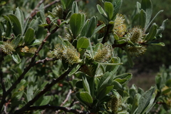 Salix brachycarpa