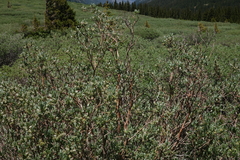 Salix brachycarpa