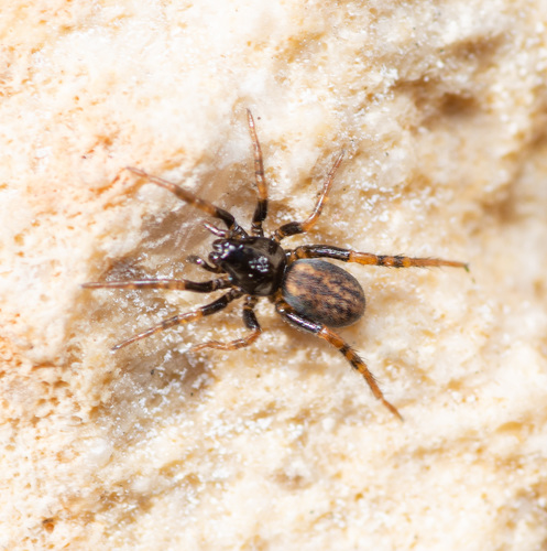 Allocosa funerea photo 6