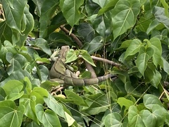 Iguana iguana