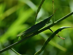 Atractomorpha australis