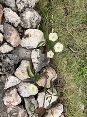 Distimake quinquefolius