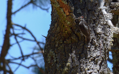 Dryobates stricklandi