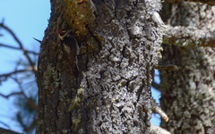 Dryobates stricklandi